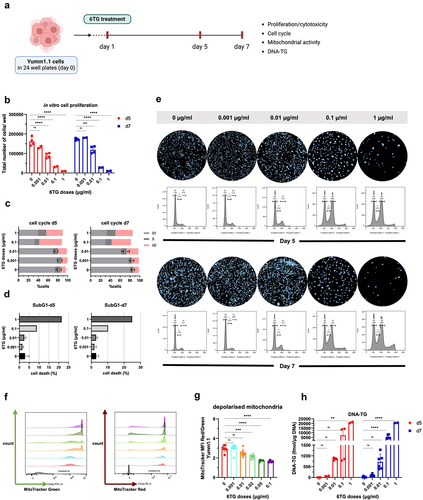 Figure 1. Effects of 6TG treatment on Yumm1.1 cells. A) Schematic representation of the experimental design (created with BioRender.com). Yumm1.1 cells were treated with different concentrations of 6TG. On days 5 and 7 cells were analyzed for B) cell proliferation via Hoechst staining and Celigo imaging (n = 2–4), C) cell cycle on days 5 and 7 via PI staining and flow cytometric analysis (n = 1–4), D) % of subG1 on days 5 and 7 via PI staining and flow cytometric analysis (n = 1–4). E) Representative images from Celigo imaging and cell cycle status on day 7, for the tested 6TG concentrations. F) On day 7, we assessed the degree of depolarized mitochondria in cells under 6TG treatment with different concentrations of 6TG as a ratio between MFI of Red/Green mitotracker (n = 4–8). G) Representative flow of Mitotracker Green (identifying mitochondrial mass) and Mitotracker Red (identifying mitochondrial potential) for the tested 6TG concentrations. H) Levels of DNA-TG were assessed by MS on extracted DNA from cells on days 5 and 7 (n = 2–6). Each dot represents one measurement. Data are pooled from several independent experiments and are presented as mean ± SD.