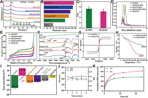 Figure 2 (A) XRD patterns of Fe3O4 and M-MSNs. (B) Size distribution profiles of M-MSNs and DG@NPs. (C) PDIs of M-MSNs and DG@NPs. (D) N2 adsorption-desorption isotherms of M-MSNs, DOX@M-MSNs and DG@M-MSNs. (E) Pore size distributions of M-MSNs, DOX@M-MSNs and DG@M-MSNs. (F) FTIR spectra of various MSNs. (G) Hysteresis loops of M-MSNs and DG@NPs. (H) TGA curves corresponding to DOX@M-MSNs and DG@M-MSNs. (I) Zeta potential values of various MSNs (n=3). (J) Stability of the prepared DG@NPs. (K) Curve of in vitro DOX release from DG@NPs.