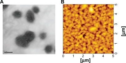 Figure 3 A) Transmission electron microscopic (5000×) images, B) atomic force microscopic images of PEI-coated PC/NaO (10:2) liposomes/DNA complexes at a weight ratio of 0.5.Abbreviations: PC, phosphatidylcholine; PEI, polyethylenimine; NaO, sodium oleate.