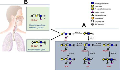 Figure 3. Synthesis of the ABH and Lewis histo-blood group antigens and deduced blocking or masking of synthesis of 2,3-sialic acid antigens by preoccupied 1,2-linked fucose by the H fucose-transferase encoded by the FUT 2 gene in humans. (A) Biosynthesis of type 1 based HBGAs. Synthesis proceeds by stepwise addition of monosaccharide units from a precursor disaccharide present at the terminus of glycan chains from either O-linked or N-linked glycans of glycoproteins, or from glycolipids (R) [Citation19]. (B) Deduced blocking or masking of synthesis of the 2,3-sialic acid antigens by preoccupied 1,2-linked fucose synthesized by the H fucose-transferase encoded by the FUT 2 gene in humans following a study of H7N9-infected patients involved in an outbreak in China in season 2016/17. Around 80% of the general populations are secretor positive and the expression of the 2,3-linked sialic acids are blocked or masked by the preoccupied 1,2-linked fucose, suggesting that secretors may be naturally resistant to H7N9 IAVs because they mainly express the 2, 6-linked sialic acids in the upper respiratory tracts and may not express or express low amounts of 2,3-linked sialic acids in their lower respiratory tracts. The 20% non-secretors may also express 2,6-linked sialic acids in the upper respiratory tracts but mainly express the 2,3-linked sialic acids in the lower respiratory tracts.