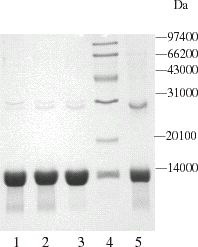 Figure 2. SDS-PAGE electrophoretogram of hemoglobin chromatography with Q Mustang at various pH values. 1. pH 7.8; 2. pH 7.6; 3. pH 7.4; 4. MW marker; 5. Bovine hemoglobin standard (Sigma).