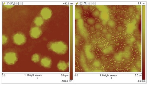 Figure 2 AFM ichnography of NCTD-NPs and PVP–NCTD–NPs.Notes: 1: nanoparticles without PVP; 2: nanoparticles with PVP.Abbreviation: AFM, atomic force microscopy.