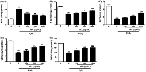 Figure 4. nSA inhibited H2O2-induced oxidative stress in HLE cells. HLE cells were preincubated with nSA (250, 500 and 1000 μg/mL) for 2 h before the treatment with 250 μM H2O2 for 24 h. Cells were lysed and then the levels of MDA (A), T-SOD (B), CAT (C), GSH-Px (D) and T-AOC (E) were measured using commercial assay kits. Data were expressed as mean ± SEM and were obtained from three independent experiments. ###p <0.001, compared with the untreated control group; *p <0.05, **p <0.01 and ***p <0.001, compared with the H2O2-treated group.