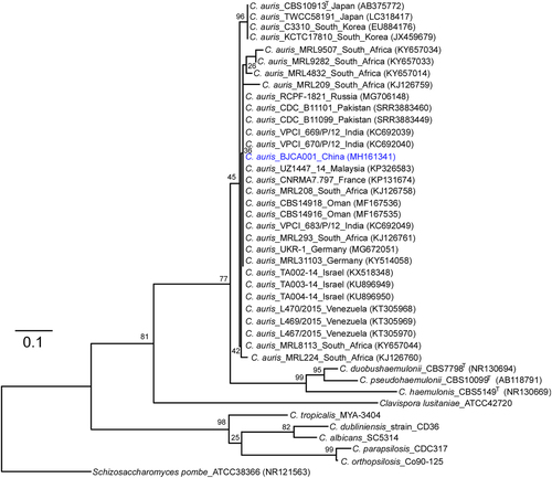 Fig. 1 Phylogenetic trees generated by the Maximum- Likelihood (ML) method.Internal transcribed spacer (ITS) sequences of nuclear rDNA of Candida auris, C. auris closely related species, and Schizosaccharomyces pombe were used. The GenBank accession numbers are shown in the brackets. Candida species used: C. duobushaemulonii, C. pseudohaemulonii, C. haemulonis, C. tropicalis, C. dubliniensis, C. albicans, C. parapsilosis, and C. orthopsilosis. The Maximum-Likelihood phylogenetic tree was generated using RAxML based on the General Time Reversible (GTR) model and Gamma distribution with Invariant sites (G + I). The percentages of replicate trees in which the associated taxa clustered together in the bootstrap test (1000 replicates) are indicated at the branches. The scale bar indicates the nucleotide substitutions per site. Strain BJCA001 is highlighted in blue