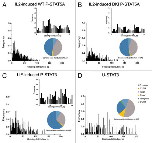 Figure 1. Analysis of ChIP-seq and ChIP-chip data reveals differences in spacing distributions of GAS-like motifs for different forms of STAT proteins. (A) IL-2 induced WT P-STAT5A favors two GAS motifs separated by 11–12 bp (mm8 data set, GSE36890), while this spacing of 11–12 bp is absent for DKI P-STAT5A that prohibits tetramer formation in mouse T cells (B). (C) Analysis of LIF-induced P-STAT3 binding in mouse ES cells shows the spacing distribution between two GAS-like motifs with significant peaks at 20 bp and 24 bp (mm8 data set, GSM288353). (D) Analysis of STAT3 binding in DU145 prostate cancer cells with low levels of P-STAT3 shows the spacing distribution peaked at about 50 bp, 70 bp, 90 bp, and 140 bp (hg18 data set, GSE25866). Genome-wide distributions of GAS binding sites bound by various STATs indicate that only 8–12% of all GAS sites are located in the promoter regions with the majority in introns and intergenic regions for both mouse genome (mm8) and human genome (hg18).