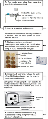 Figure 1 Schematic showing the study overview and the sampling methods used. (A) The sluice drain was swabbed inside the tap opening, the area around the trap, at the water interface below the trap, and at the bottom of the u-bend. (B) The swabs were transported to the laboratory and dilutions were plated on to carbapenem-impregnated agar plates as detailed in the materials and methods. (C) After incubating the plates for 5 days at 30°C individual colonies were selected for phenotypic identification and antibiotic susceptibility testing (VITEX 2). (D) To study the transmission dynamics of the CRB, carbapenem-infused agar plates were placed around various areas of the sluice sink as outlined. The tap was turned on and off for 30 seconds, and the agar plates were incubated at 30°C for 5 days. (E) The bacteria were identified, and antimicrobial susceptibility testing performed as above.
