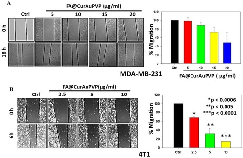 Figure 7 Folic acid–curcumin–gold–polyvinylpyrrolidone nanoconjugates (FA–CurAu-PVP NCs) inhibit migration of breast cancer cells. (A) Confluent monolayer of MDA-MB-231 cells wounded with constant width and treated with FA–CurAu-PVP NCs (0–20 µg/mL) for 18 h. Photographs of wounds were taken at T=0 and 18 h. (B) Confluent monolayer of 4T1 cells wounded with constant width and treated with FA–CurAu-PVP NCs (0–10 µg/mL) for 6 h. Photographs of wounds were taken at T=0 and 6 h. Migrated distances were measured using Image-Pro Plus software and analyzed statistically and presented graphically using SigmaPlot software. Values are presented as mean ± SEM of three independent experiments.