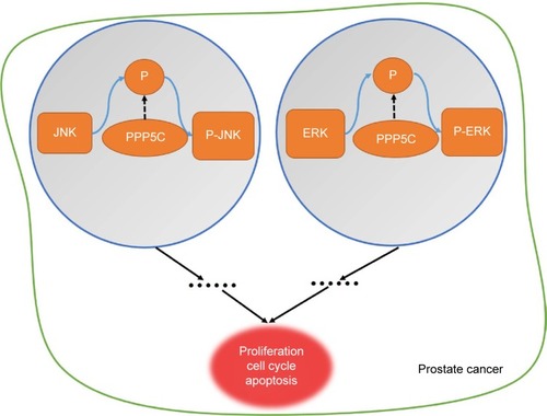 Figure 7 The working model of PPP5C in prostate cancer.