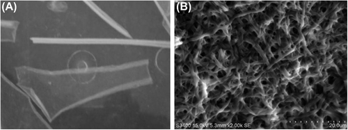 Figure 1. A represents the electrospun collagen nanofibrous sheet stored in PBS. B represents the SEM image of electrospun collagen type I. The matrix illustrates the porous and fibrous nature of the scaffold. Scale bar = 20 μm.