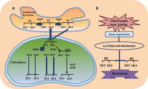 Figure 3. (a) Fatty acid biosynthetic pathway and regulating mechanism of fatty acid desaturases in response to stress. (b) Under abiotic stress, the ω-3 fatty acid desaturase gene FAD3 catalyzes 18:2 to 18:3 in phospholipids, giving plants resistance to stress