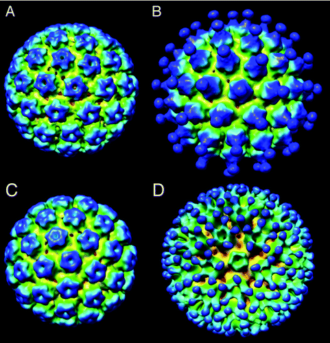 Figure 2. Three-dimensional reconstructions of (A) HPV11 used 5135 particle images in the reconstruction and the resolution based on the FSC0.5 criteria was 1.3 nm and the EMDB deposition number is 28367; (B) HPV11 decorated with antibody fragment H11.B2 B2 (6009 particles, FSC0.5 = 2.0 nm, EMDB 28368); (C) HPV16 (5135 particles, FSC0.5 = 1.3 nm, EMDB 28369) (d) HPV16 decorated with antibody fragment H16.V5 (6009 particles, FSC0.5 = 2.0 nm, EMDB 28370).