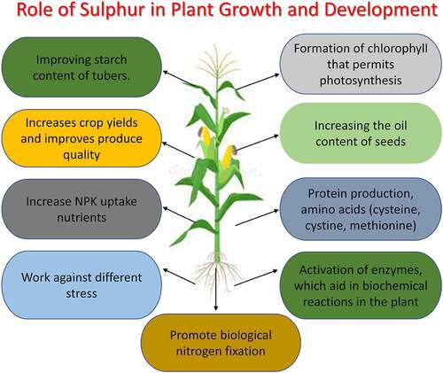 Figure 1. Schematic representation of the role of sulfur in plant growth and development.