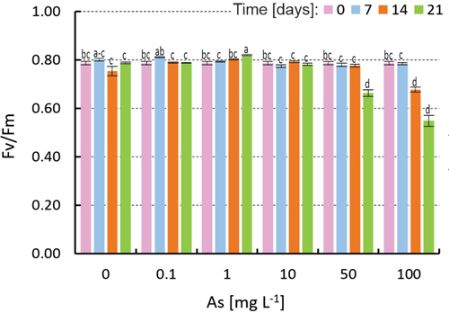 Figure 3. The effect of As(V) exposure (0.1, 1, 10, 50 and 100 mg As(V) L−1) of B. erecta in vitro on the values of maximal photochemical efficiency were determined at the beginning and after 7, 14 and 21 days of the experiment. Means ±SD (n = 12) are shown. Significant differences are indicated by different letters (Kruskal–Wallis test, Dunn’s post hoc, P ≤ 0.05).