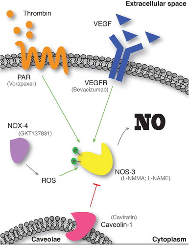 Figure 1. Upstream pathways and available drugs to target NO.