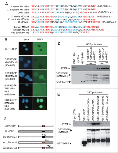 Figure 2. Nuclear transport activities of maternal and zygotic MCM3. (A) Comparison of nuclear localization signal-like sequences of various MCM3 proteins. Basic amino acids and acidic amino acids are shown in red and blue, respectively. Corresponding amino acid numbers are shown for Xenopus laevis and zebrafish proteins. (B) Nuclear transport activities of maternal and zygotic Xenopus MCM3. Recombinant GST-EGFP-MCM3 (either C-terminal region or only NLS-like sequence) fusion proteins were purified from E. coli. The recombinant proteins were added to Xenopus egg extracts after the formation of nuclei from added sperm chromatin, and the localization of the recombinant proteins was observed by fluorescent microscopy. Scale bar 20 μm. (C and E) Interaction of zebrafish importin α with DrMCM3s. An in vitro pull-down assay was performed using recombinant His-tagged zebrafish importin α and recombinant GST-EGFP-MCM3 (either C-terminal region fusion proteins [C] or full-length and maternal/zygotic chimera proteins [E]). GSH agarose-bound proteins were visualized by either anti-His or anti-GST antibodies. (D) Schematic diagram of maternal and zygotic proteins and their chimera proteins. Mz chimera 1, 2 and 3 consist of N-terminal maternal and C-terminal proteins, but transition points are different. Zygotic parts start at 659 a.a. (before NLS), 701 a.a. (after NLS) and 742 a.a. for mz1, mz2 and mz3, respectively.