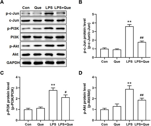 Figure 13 The effect of quercetin on the protein secretion of c-Jun and PI3K/AKT pathway in LPS-induced RAW264.7. (A) Representative immunoblotting images of p-c-Jun, c-Jun, p-PI3K, PI3K, p-Akt, Akt, and GAPDH; (B–D) Gray value statistics of corresponding proteins. Date are mean±S.E.M. n=3. **P < 0.01 vs Control; #P < 0.05, ##P < 0.01 vs LPS.
