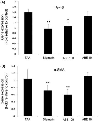 Figure 7. Fibrosis-related gene expression analysis in the liver tissues. Fibrosis related gene expressions of liver tissue were determined by real-time PCR. (A) TGF-β, (B) α-SMA. The results are expressed as normalized fold values relative to the control. Values are represented as mean ± SEM (n = 6) using one-way analysis of variance (ANOVA) followed by Student’s t-test. *p < 0.05, **p < 0.01, ***p < 0.001 as compared to TAA group. TAA: Thioacetamide-induced liver fibrosis rats, Silymarin: Positive control rats, ABE 100: ABE 100 mg/kg treated rats, ABE 10: ABE 10 mg/kg treated rats.