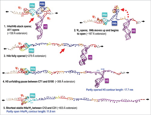 Figure 4. Illustration of a simulated TCV TSS pulling SMD run at 0.005 Å/ps with a correct order of unfolding events. In the majority of simulations, 5As and H4a/H4b stacking opened first,Citation1 followed by pseudoknot Ψ2 openingCitation2 and H4b unravelling in full.Citation3 H5 opens partly to form a substructure between C71 and G100 that offers more resistance to further opening.Citation4 After H5 is opened fully, a partly opened and re-arranged H4a/Ψ3 rapidly opens last.Citation5 The blue labels next to the last 2 states illustrated (4 and 5) indicate partly foreshortened contour lengths that agree well with the experimental measurements.