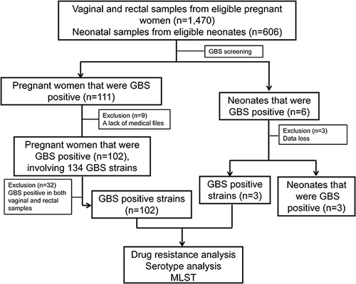 Figure 1 Flowchart of GBS strains screening from the subjects.