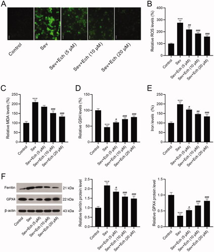 Figure 2. Echinatin regulates Sev-induced oxidative stress and ferroptosis in hippocampal neurons. (A and B) The level of ROS was evaluated by a commercial kit. (C–E) The levels of MDA, GSH, and iron were detected by commercial kits. (F) The ferritin and GPX4 levels were detected by western blot. Compared with the control group, ***p < 0.001. Compared with the Sev group, #p < 0.05, ##p < 0.01, ###p < 0.001.