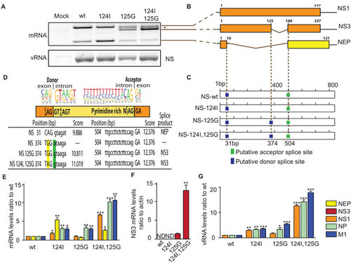 Figure 4 The NS1 D125G(GAT→GGT) mutation results in the formation of a novel splice product encoding NS3. (A) NS gene vRNA and mRNA from wt, M124I, D125G or the double-mutant (M124I+D125G) NS1 gene containing viruses were extracted from infected M1 cells (MOI 3) and amplified as cDNA by RT-PCR and were separated by agarose gel electrophoresis. Asterisk denotes bands corresponding to a NS1–NS3 hybrid artefact. (B) Schematic representations of NS transcripts, (NS1, NS3 and NEP), identified by sequencing of the PCR cDNA products. (C) Location of predicted alternative splice sites of wt, M124I, D125G and double-mutant (M124I+D125G) NS genes. (D) Nucleotide sequences of predicted splice site with likelihood scores (for sites in panel C) and resulting splice products (NEP or NS3) is shown for the NS1 wt, D125G and double-mutant (M124I+D125G). Human donor and acceptor splice site consensus sequences are shown above the splice sites of the NS genes. Position of the 124I and 125G mutations are highlighted in yellow and green respectively. (E–G), Levels of mRNA and vRNA. Quantitative RT-PCR was performed on total RNA from M1 cells infected with NS1 wt or mutant viruses (MOI 2), (n=3). (E) mRNA levels of NP, M1, NS1, NEP genes are shown relative to NS1-wt. (F) mRNA level of the NS3 transcripts. ND, Not detected. (E) vRNA levels of the NP, M, NS gene. (E, G) Results were normalized to β-actin levels, and presented as values relative to wt RNA levels. (E) Results were normalized as values relative to β-actin levels. (*P<0.05; **P<0.01; ***P<0.001; P value was determined by two-tailed student t with equal variance, (E,G) comparing the mutants to wt, (F) comparing the 125G to the double-mutant. Error bars indicate s.e.m.)
