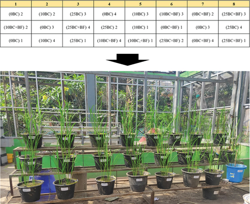 Figure 1. Layout for the experiment in the greenhouse.