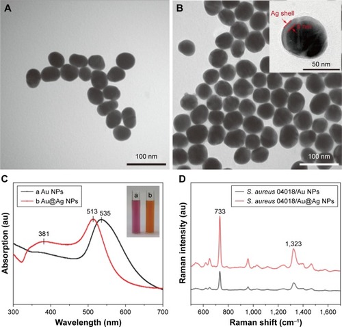 Figure 4 TEM images of the synthesized enhanced NPs.Notes: (A) 45 nm Au NPs and (B) 60 nm Au@Ag NPs. The inset shows the HRTEM of Au@Ag NPs. (C) UV–visible spectra of the synthesized enhanced nanoparticles. The insets are the corresponding optical images. (D) Raman spectra of Staphylococcus aureus adsorbed on the two enhanced nanoparticles under the same conditions.Abbreviations: HRTEM, high-resolution TEM; NPs, nanoparticles; TEM, transmission electron microscopy; UV, ultraviolet.
