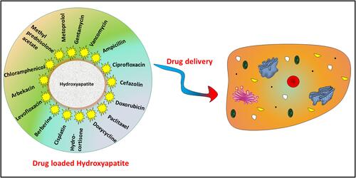 Figure 5 Schematic diagram to express the role of hydroxyapatite nanomaterials in drug delivery.