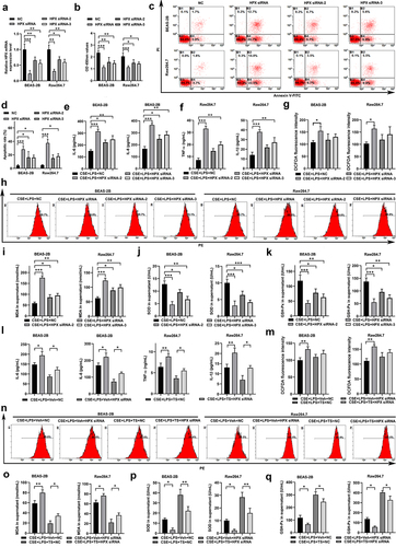 Figure 5. HPX/Hpx knockdown attenuated the effects of TS on suppressing inflammation and oxidative stress in human lung cells and mouse macrophages. (a-d) BEAS-2B cells and RAW264.7 cells were infected with lentivirus expressing HPX/Hpx targeting shRNA. At 48 h after infections, cells were harvested for further analyses. (a)The relative mRNA levels of HPX/Hpx were quantitated by qPCR. (b-d) Cell proliferation (b) and apoptosis (c-d) in BEAS-2B and RAW264.7 cells after HPX knockdown were measured by CCK-8 and Annexin V staining. Representative flow profiles are shown (c), and apoptotic rates (% of Annexin V+ cells) were summarized (d). (e-k) Control or HPX/Hpx-knockdown cells were exposed to CSE and LPS. IL-6/IL-8 production from BEAS-2B cells (e), and TNF/IL-1β production from RAW264.7 cells (f) were measured. (g-h) ROS levels in the control and HPX/Hpx knockdown cells were measured by flow cytometry. Representative flow profiles of DCFDA staining are shown (h). (i-k) The MDA levels (i), SOD activities (j), and GSH-Px activities (k) were measured in control and HPX/Hpx knockdown cells. (l-q) Control and HPX/Hpx knockdown cells were exposed to CSE and LPS with the pre-treatment with vehicle or TS. (l) After treatments, IL-6/IL-8 production from BEAS-2B cells, and TNF/IL-1β production from RAW264.7 cells were measured. (m-n) ROS levels in the four groups were measured by DCFDA staining. Representative flow profiles are shown (n). (o-q) The MDA levels (o), SOD activities (p), and GSH-Px activities (q) were measured in the four groups. n=3 for each group. *P<0.05; **P<0.01; ***P<0.001, between the indicated groups.