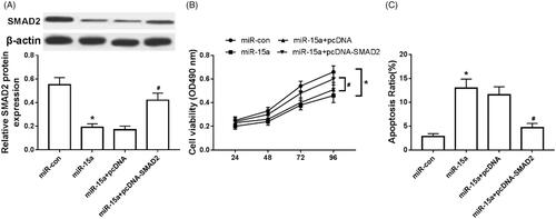 Figure 6. Overexpression of SMAD2 partially reversed the inhibitory effect of overexpression of miR-15a on chondrocytes. (A) Overexpression of SMAD2 on the expression of SMAD2 in arthritis chondrocytes; (B) Overexpression of SMAD2 on the activity of arthritis chondrocytes; (C) Effect of overexpression of SMAD2 on the apoptosis of arthritis chondrocytes. *p < .05.