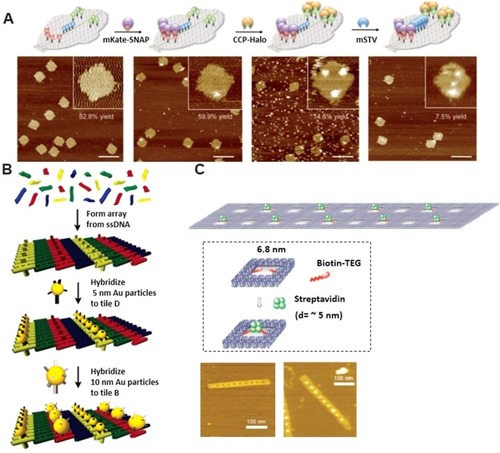 Figure 4 DNA origami arrays and bioreactors. (A) multi-protein decoration of DNA origami structures (arrays) resembling a human face. Adapted with permission from Sacca B, Meyer R, Erkelenz M, et al. Orthogonal protein decoration of DNA origami. Angew Chem Int Ed Engl. 2010;49(49):9378–9383. doi:10.1002/anie.201005931. John Wiley and Sons.Citation130 (B) Assembly steps for the 2D nanocomponent arrays. Adapted with permission from Pinto YY, Le JD, Seeman NC, Musier-Forsyth K, Taton TA, Kiehl RA. Sequence-encoded self-assembly of multiple-nanocomponent arrays by 2D DNA scaffolding. Nano Lett. 2005;5(12):2399–2402. doi:10.1021/nl0515495.Citation132 Copyright (2005) American Chemical Society. (C) 2D streptavidin nanoarrays on rectangular DNA origami surface. Adapted with permission from Kuzuya A, Kimura M, Numajiri K, et al. Precisely programmed and robust 2D streptavidin nanoarrays by using periodical nanometer-scale wells embedded in DNA origami assembly. Chembiochem. 2009;10(11):1811–1815. doi:10.1002/cbic.200900229. John Wiley and Sons.Citation133