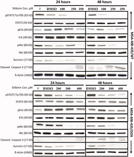 Figure 4. Suppressive effects of silibinin on key oncogenic pathways in MDA-MB-435/WT and MDA-MB-435/DOX cell lines. Western blotting was used to measure the level of oncogenic proteins in the cells treated with an increasing concentration of silibinin. These results are representative of three independent experiments.