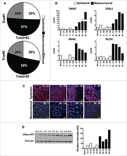 Figure 1. Characterization of epithelial and EMT phenotype of individual cloned sublines derived from K-Ras -pancreatic cells. (A) Distribution of epithelial or mesenchymal phenotype of cloned sub-lines of HPDE-K-RasG12V from two independent experiments (n = 63 and n = 25). Each subline was evaluated for the expression of epithelial (high E-Cadherin, low vimentin) and mesenchymal markers (low E-Cadherin, high Vimentin) compared to Mock-transduced cells. (B) mRNA expression levels of TWIST, ZEB-2, SNAIL and SLUG analyzed by real time qPCR. (C) Expression of E-Cadherin protein by immunofluorescence using anti-human E-Cadherin antibody; nuclei are stained with DAPI. Scale bar = 50 μm. (D) Quantification of active K-Ras (bound to GTP) in epithelial and mesenchymal lines by the K-Ras-GTP pull down assay. Bars refer to band intensity.