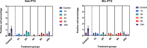 Figure 3 Bar chart plotting percentage of Cleaved Caspase 3-positive cells per timepoint (n=3) for Nab-PTX-treated xenografts (left) and Mic-PTX-treated xenografts (right). For both groups, no increase in cleaved caspase-3 signal was observed compared to controls.