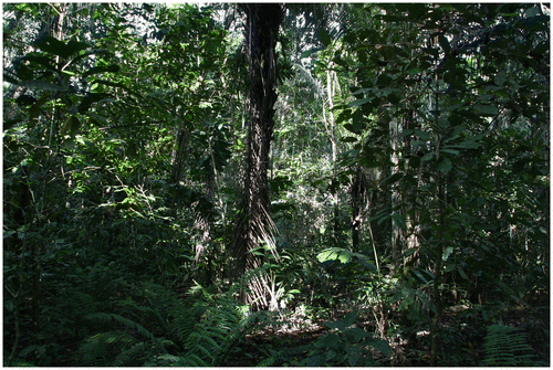 Figure 6. Landscape unit identified as a barbecho (fallow field) in the ethnoecological landscape categorisation.