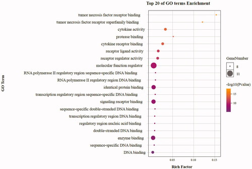Figure 9. The top 20 GO enrichments in MF. The vertical axis represents the GO term name, the horizontal axis represents the rich factor, the size of the dot indicates the number of genes expressed in the GO term, and the color of the dot corresponds to the different p-value range.