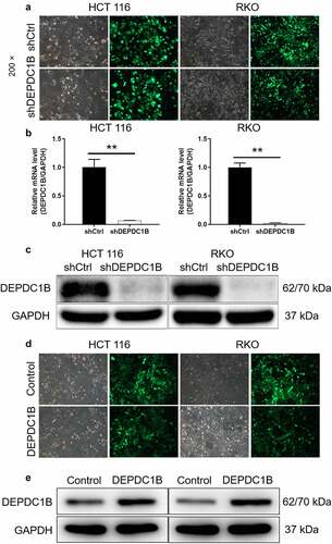 Figure 2. Construction of CRC cell model with DEPDC1B knockdown and overexpression. (a) After 72 h post-infection, infection efficiency was detected by green fluorescent protein (GFP). (b-c) The specificity and effectiveness of LV-regulated DEPDC1B knockdown was confirmed by qRT-PCR (b) and Western blot (c). (d) After lentivirus DEPDC1B infected cells for 72 h, the infection efficiency was detected by GFP. (e) The specificity and effectiveness of LV-regulated DEPDC1B overexpression was confirmed by Western blot. The results are available in terms of mean ±standard deviation (SD). P < 0.05 was statistically significant, the meaning of the symbol as follows: ** P < 0.01.