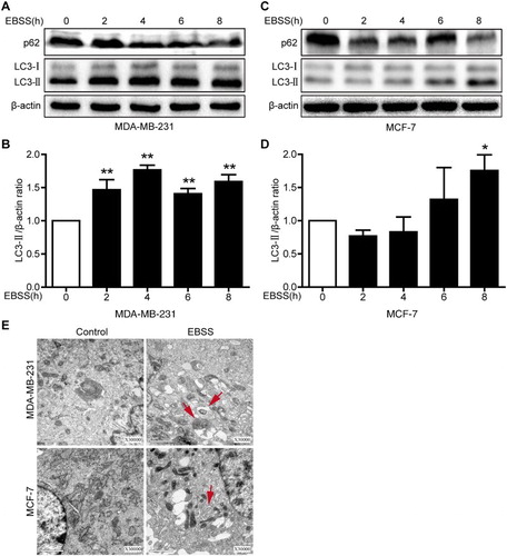 Figure 1. Starvation induces autophagy in MDA-MB-231 and MCF-7 cells. Both cell lines were treated with EBSS for 0 h, 2 h, 4 h, 6 h and 8 h. (a,c) The protein expression levels of LC3B and p62 in the both treated cells were analyzed with immunoblotting. β-actin was used as an internal control. (b,d) Quantification of the LC3-II protein expression level in the both treated cells. *p < .05 and **p < .01 versus the control were considered significant. (e) Representative electron micrographs for both types of cells. MDA-MB-231 and MCF-3 cells were treated with EBSS for 4 h and 8 h, respectively. Untreated cells were used as a control. Red arrows refer to autophagy vacuoles. Scale bars = 1 μm.