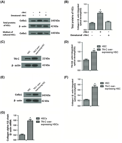 Fig. 3. Expression of Collagen I was induced by the rTN-C protein treatment in HSCs.