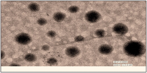 Figure 3. TEM image of GA–CTS nanoparticles.