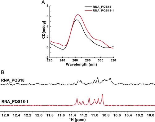 Figure 4. Comparison of CD spectra and 1H NMR spectra between PQS18 and PQS18-1. A. CD spectra of RNA PQS18 and RNA PQS18-1. B. 1H NMR spectra of RNA PQS18 and RNA PQS18-1.