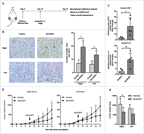 Figure 6. Adenovirus-mediated intratumoral CSF1 over-expression affected macrophages infiltration and tumor growth in vivo. (A) A diagrammatic illustration for the tumor model study procedure. 1 × 107 HT-29 cells in 100 μL RPMI 1640 medium was subcutaneously injected into bilateral legs of BALB/c nude mice. After 12 d of tumor inoculation, recombinant adenovirus vector expressing human CSF1 (Ad-hCSF1) or control vector (both 5 × 1010 vp/100 μL) was injected into the right tumor. Mice were sacrificed and tumors were isolated on day 27. (B) (Left) Typical views of CD68+ cells in tumor xenografts treated with control vector or Ad-hCSF1 (400×). (Right) The mean number of CD68+ cells infiltrated in tumor. (C) mRNA levels of human CSF1 (upper) and mouse IL-8 (down) in right tumors of two groups were analyzed after 15 d of adenovirus vector injection. (D) Tumor volume in two groups was measured every 3 d and statistical analysis was performed. Tumor volumes were calculated as (length × width2)/2. (E) Mean colon cancer xenograft weights on day 27, treated with control vector or Ad-hCSF1. Data were represented as mean ± SD (n = 5, *p < 0.05, ** p < 0.01).