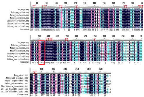 Figure 5. Partial amino acid comparison between Tiger lily (L. lancifolium) and other species. Note: Zea mays (DQ422149), maize; Medicago sativa (X82270), alfalfa; Malus hupehensis (EF427897), Malus; Malus micromalus (AF435805), crabapple; Chorispora bungeana (AY805424), Alpine ion mustard. Note: Phosphorylation motif (TEY) site (in red box).