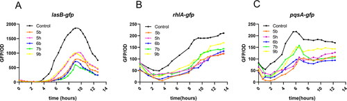 Figure 4. The effects of 5b, 5h, 6d, 7b, 9b on QS system report strain (A) PAO1-lasB-gfp, (B) PAO1-rhlA-gfp, and (C) PAO1-pqsA-gfp. The experiments were done triplicate.