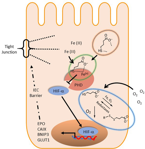 Figure 7. Proposed biochemical mechanism of MBA mediated HIF stabilization.