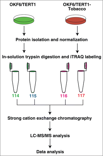 Figure 2. Workflow employed to identify the proteins differentially expressed in response to chewing tobacco. Proteins from OKF6/TERT1 and OKF6/TERT1-Tobacco cells were isolated and quantified. Equal amount of proteins from each condition was subjected to in-solution trypsin digestion. Peptides from OKF6/TERT1 cells were labeled with iTRAQ reagents 114 and 115 and those from OKF6/TERT1-Tobacco cells were labeled with 116 and 117 iTRAQ labels. The samples were pooled and subjected to SCX fractionation, followed by mass spectrometry-based proteomic analysis.