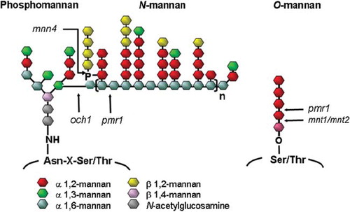 Fig 1. The structure of N-mannan (including phosphomannan) and O-linked mannan of C. albicans. The different glycosyl linkages are shown as different colored hexagons and the point of truncation of the various mutants used in this study is indicated by arrows. The extent of truncation of the N-mannan α-1,6 mannose backbone in the pmr1Δ mutant is not fixed, and does not remove all of the outer chains, as in the och1Δ mutant. See references [Citation23–26].