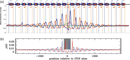 Figure 19. (a) Aggregation of nucleosome signals around CTCF sites from the experiment of Fu et al. (2008). The coordinate origin is set to the 5′ end position of the 20 bp-long CTCF sites. Schematic arrangement of nucleosomes (blue ovals) around a CTCF binding site (orange rectangle). Blue arrows indicate sequence tags on the same strand as the CTCF site (nucleosome 5′ extremity) and orange arrows indicate opposite-strand tags (nucleosome 3′ extremity). In green (resp. purple) are reported the 5′ (resp. 3′) extremity nucleosome counts in the absence of bound-CTCF. (b) Modelling of the data in (a) obtained by solving the Percus Equationequation (16) in a flat energy landscape with an infinite energy barrier centered on the CTCF site and of width 240 bp (gray area) and a chemical potential value μ˜=−2 kT.
