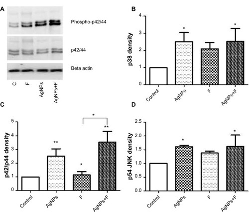 Figure 5 Effects of AgNPs and F on MAPK phosphorylation. (A) Representative Western blotting. Normalized densitometric values of phosphorylated p38 MAPK (B) p42/p44 MAPK (C), and JNK MAPK (D).Notes: F was only able to induce p42/44 phosphorylation (*P<0.05 vs control). However, when AgNPs were also added, phosphorylation of p42/44 MAPK was enhanced (*P<0.05 vs F; **P<0.01 vs control).Abbreviations: AgNPs, silver nanoparticles; F, fluoride; MAPK, mitogen-activated protein kinases; vs, versus.