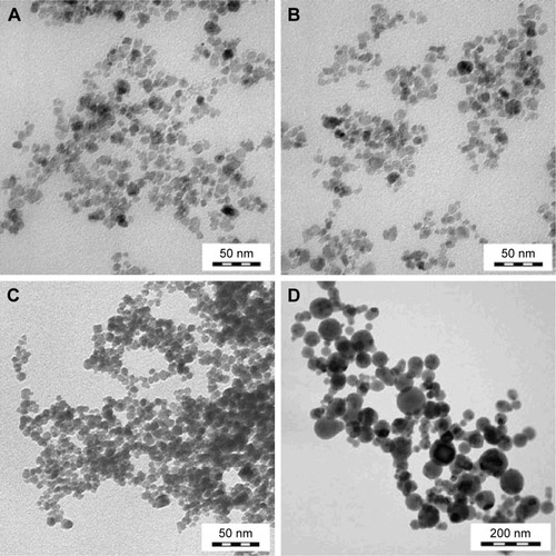 Figure 2 Transmission electron micrographs of (A) γ-Fe2O3 and (B) γ-Fe2O3@PDMA nanoparticles before and (C) after incubation in 0.1 M HCl (pH 3) at 37°C for 1 h, and (D) CuFe2O4 nanoparticles.